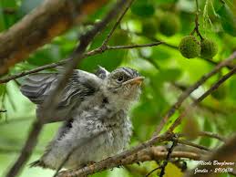 Attēlu rezultāti vaicājumam “Muscicapa striata juvenile”