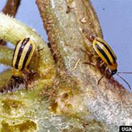 Afbeeldingsresultaat voor earliana tomato