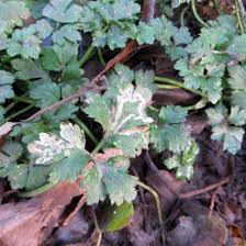 Attēlu rezultāti vaicājumam “Phytomyza ranunculi”