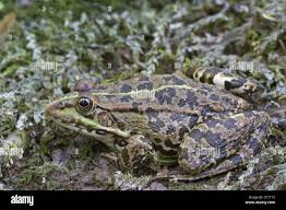 Attēlu rezultāti vaicājumam “Pelophylax adult”