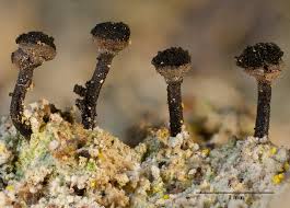 Attēlu rezultāti vaicājumam “Calicium adspersum”