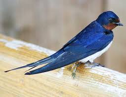 Attēlu rezultāti vaicājumam “Hirundo rustica adult”