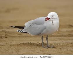 Image result for Larus audouinii