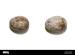 Attēlu rezultāti vaicājumam “Sylvia borin eggs”