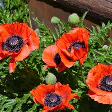 Image result for Papaver orientale