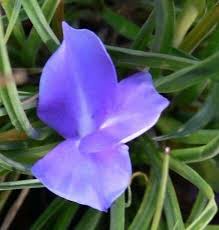 Image result for tillandsia umbellata