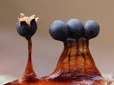 Attēlu rezultāti vaicājumam “Cribraria argillacea spores”