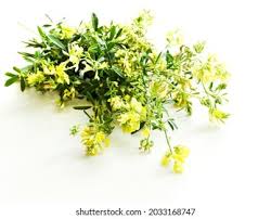 Attēlu rezultāti vaicājumam “Astragalus danicus leaf”