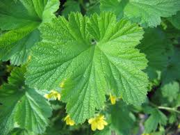 Attēlu rezultāti vaicājumam “Waldsteinia geoides”