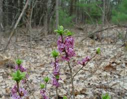 Attēlu rezultāti vaicājumam “Daphne mezereum flower”