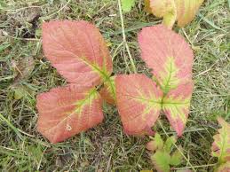 Attēlu rezultāti vaicājumam “Rubus caesius”
