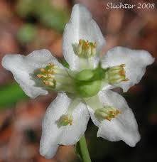 Attēlu rezultāti vaicājumam “Moneses uniflora bud”