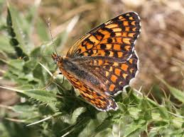 Attēlu rezultāti vaicājumam “Melitaea phoebe upperside”