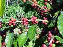 Tropical crops: Coffee