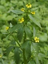 Attēlu rezultāti vaicājumam “Ranunculus sceleratus”