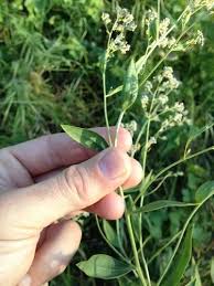 Attēlu rezultāti vaicājumam “Lepidium latifolium”