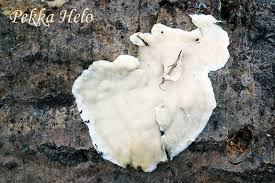 Attēlu rezultāti vaicājumam “Antrodiella semisupina”