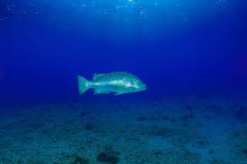 Image result for Lutjanus cyanopterus