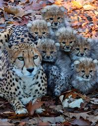 Afbeeldingsresultaat voor cheeta