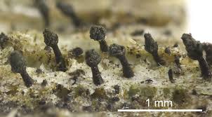 Attēlu rezultāti vaicājumam “Chaenotheca phaeocephala”