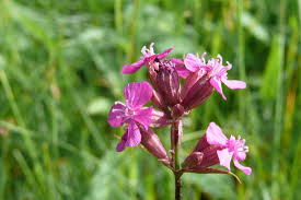 Image result for Pechnelke