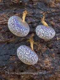 Attēlu rezultāti vaicājumam “Badhamia capsulifera var. arborea macro”