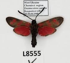 Attēlu rezultāti vaicājumam “Zygaena filipendulae”