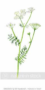 Attēlu rezultāti vaicājumam “Carum carvi leaf”