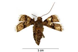 Attēlu rezultāti vaicājumam “Agriopis marginaria”