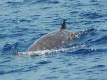 Image result for Ziphius cavirostris