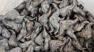 Attēlu rezultāti vaicājumam “Trapaceae”