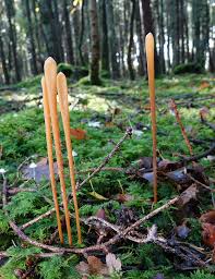 Attēlu rezultāti vaicājumam “Macrotyphula fistulosa”