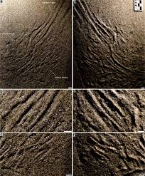 Attēlu rezultāti vaicājumam “Cribraria tenella stalked”