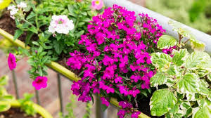 Image result for Lobelien