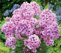 Image result for Phlox paniculata `Bright Eyes`