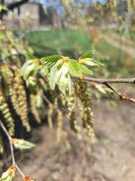 Attēlu rezultāti vaicājumam “Carpinus betulus male flower”