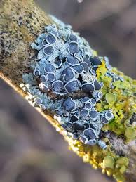 Attēlu rezultāti vaicājumam “Physcia aipolia”