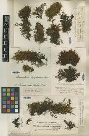 Attēlu rezultāti vaicājumam “Bryum neodamense macro”