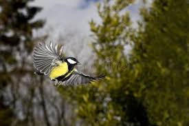 Attēlu rezultāti vaicājumam “Parus major male”