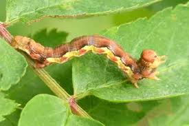 Attēlu rezultāti vaicājumam “Erannis defoliaria”