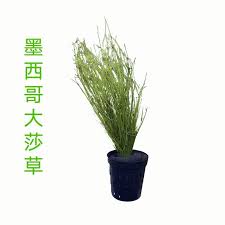 「扭蘭」的圖片搜尋結果