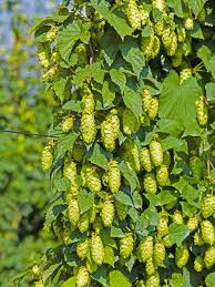 Attēlu rezultāti vaicājumam “Humulus lupulus”