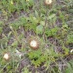 Attēlu rezultāti vaicājumam “Carlina biebersteinii leaf”