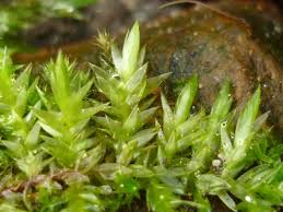 Attēlu rezultāti vaicājumam “Plagiothecium nemorale”