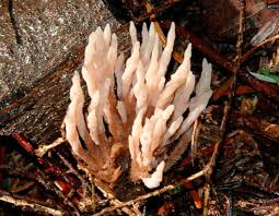 Attēlu rezultāti vaicājumam “Tremellodendropsis tuberosa”