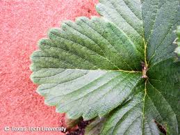 Attēlu rezultāti vaicājumam “Fragaria x ananassa”