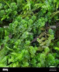 Attēlu rezultāti vaicājumam “Barbilophozia lycopodioides macro”