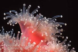 ผลการค้นหารูปภาพสำหรับ strawberry anemone