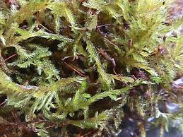 Attēlu rezultāti vaicājumam “Homalothecium sericeum”