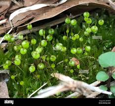 Attēlu rezultāti vaicājumam “Physcomitrium pyriforme”